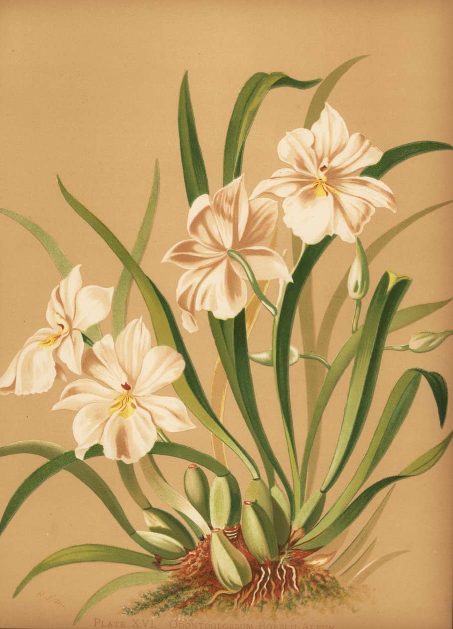 Viooltjesorchidee, Miltoniopsis roezlii door Unknown