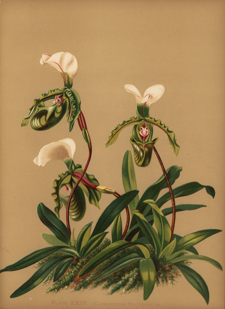 Paphiopedilum spicerianum orchidee door Unknown