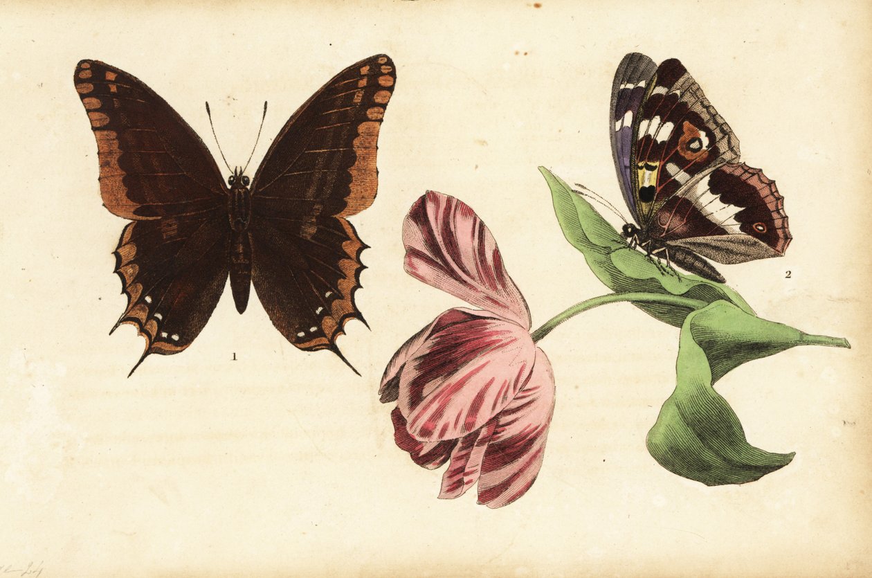 Tweestaart, Charaxes jasius en purperen keizer, Apatura iris, en tulp door Unknown