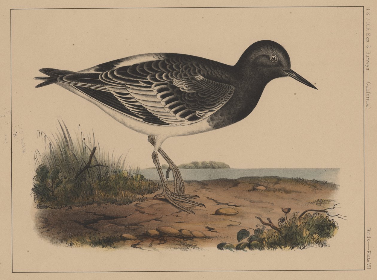 Vogels, plaat VII door American School