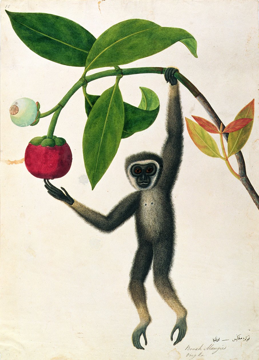Een Behendige Gibbon of Zwarthandige Gibbon, uit Tekeningen van Dieren, Insecten en Reptielen uit Malakka, ca. 1805-18 door Chinese School