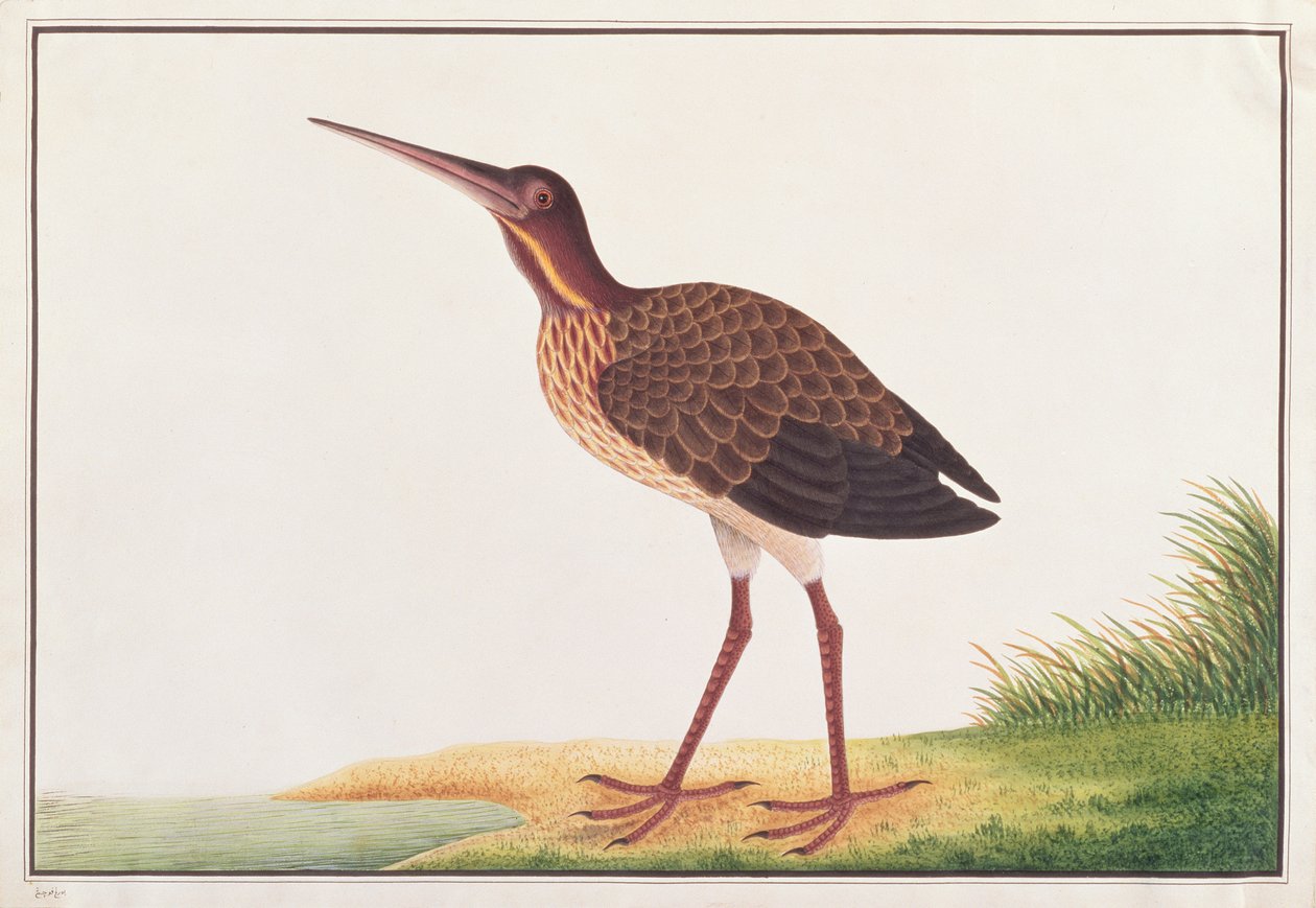 Zwarte Roerdomp, uit Tekeningen van Vogels uit Malakka, ca. 1805-18 door Chinese School