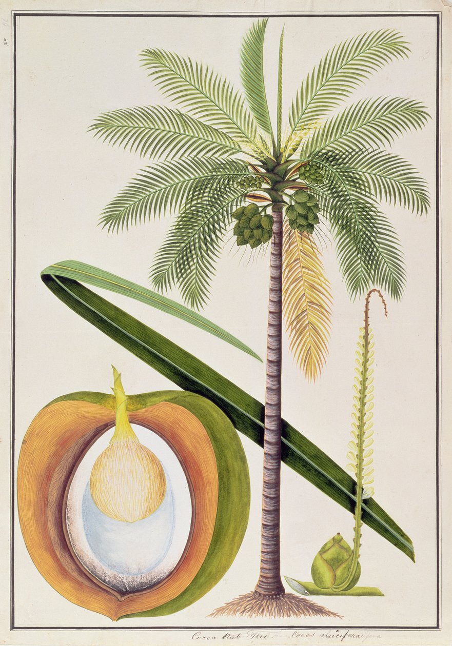 Kokosnootboom, uit Tekeningen van Planten uit Malakka, c.1805-18 door Chinese School