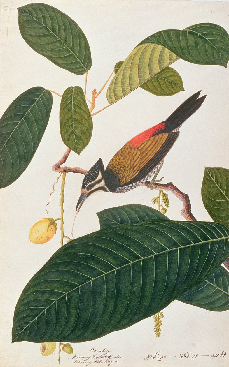 Goudrug, uit Tekeningen van Vogels uit Malakka, c.1805-18 door Chinese School