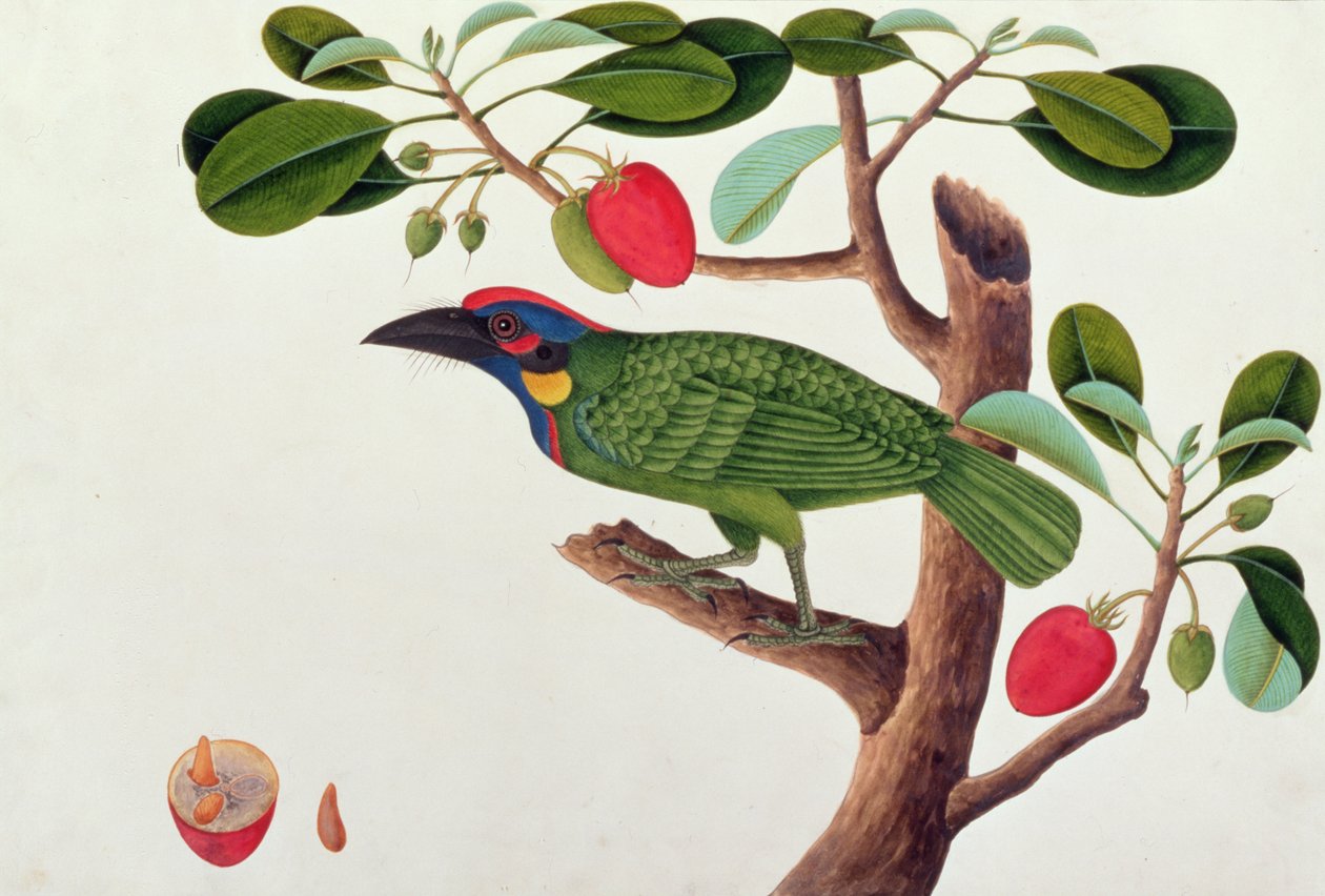 Exotische Vogel, uit Tekeningen van Vogels uit Malakka, c.1805-18 door Chinese School