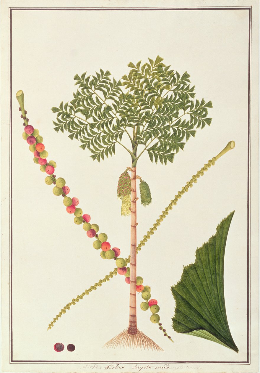 Vissenstaartpalm, uit Tekeningen van Planten uit Malakka, ca. 1805-18 door Chinese School