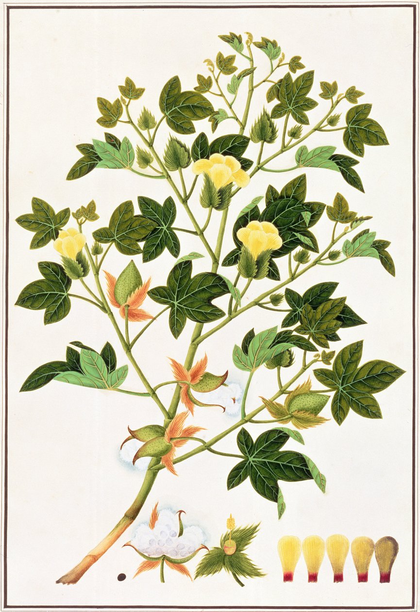 Gopypium Arboreum of Katoenplant door Chinese School