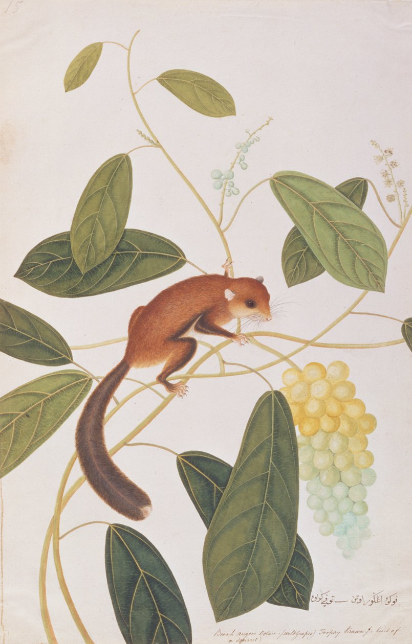 Grijswang Vliegende Eekhoorn, uit Tekeningen van Dieren, Insecten en Reptielen uit Malakka, ca. 1805-18 door Chinese School
