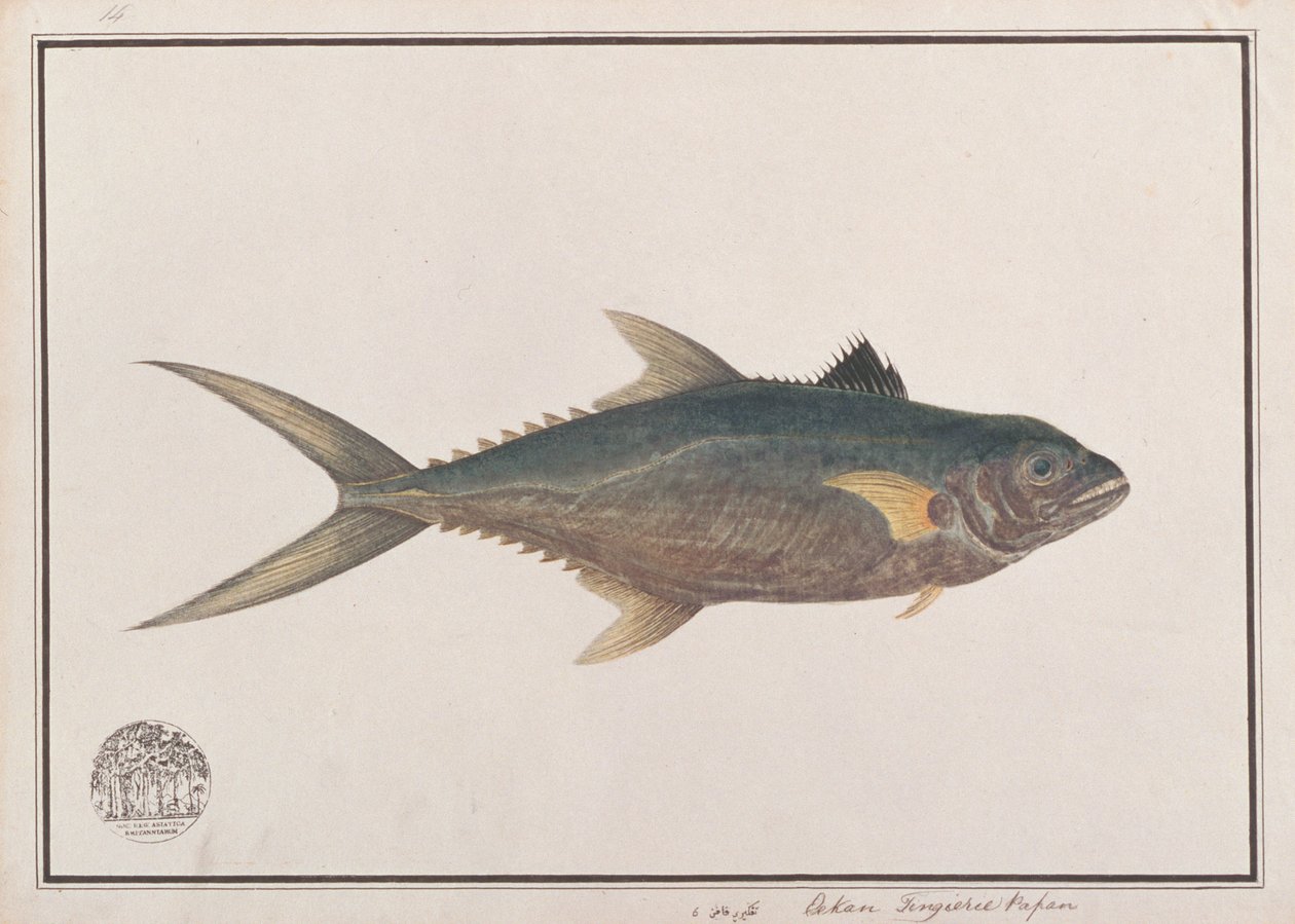 Indo-Pacifische Koningsmakreel, uit Tekeningen van Vissen van Malakka, c.1805-18 door Chinese School