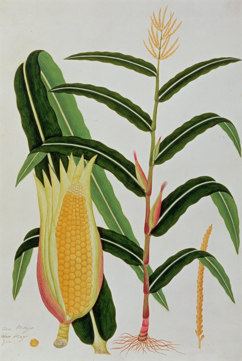 Jagong of Indiase Maïs, uit Tekeningen van Planten uit Malakka, c.1805-18 door Chinese School