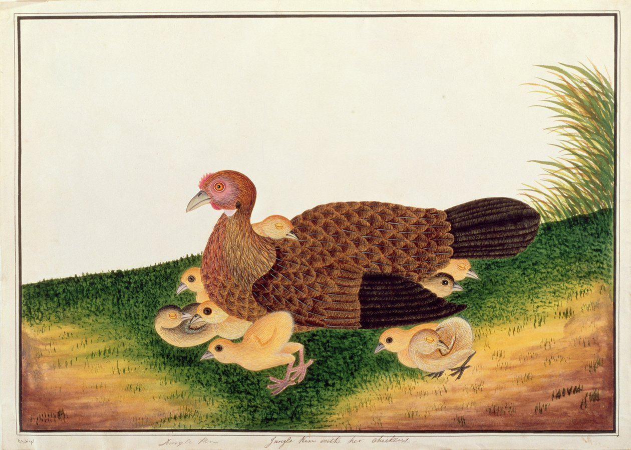 Junglehoen met haar kuikens, uit Tekeningen van Vogels uit Malakka, c.1805-18 door Chinese School