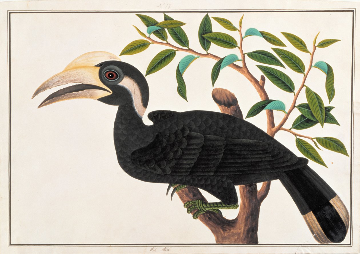 Ke-ke, uit Tekeningen van Vogels uit Malakka, ca. 1805-18 door Chinese School