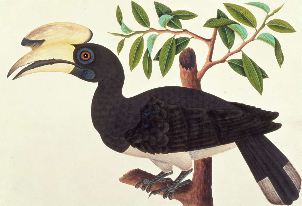 Ke-ke, uit Tekeningen van Vogels uit Malakka, ca. 1805-18 door Chinese School