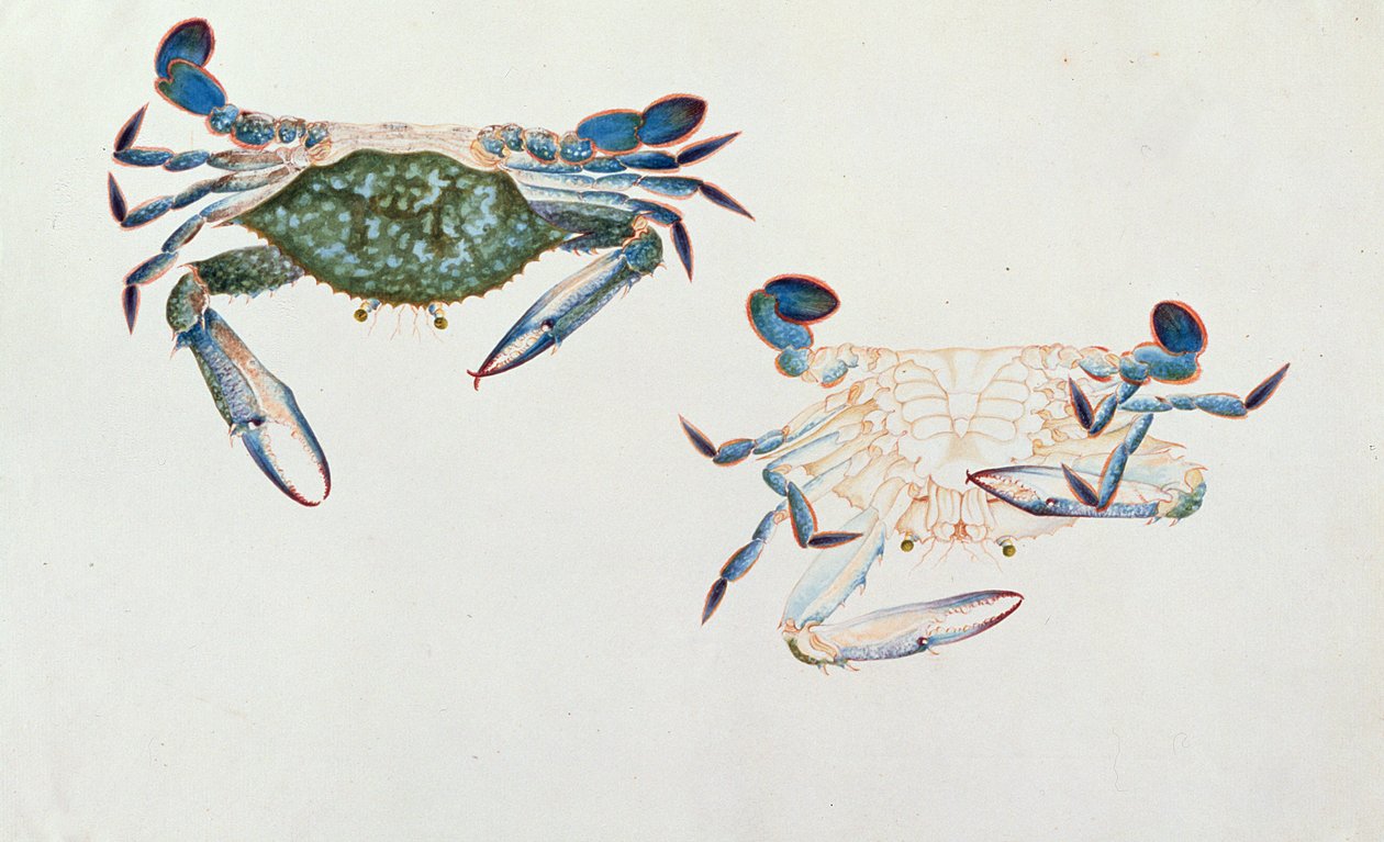 Ketam Rinyong, uit Tekeningen van Dieren, Insecten en Reptielen uit Malakka, ca. 1805-18 door Chinese School