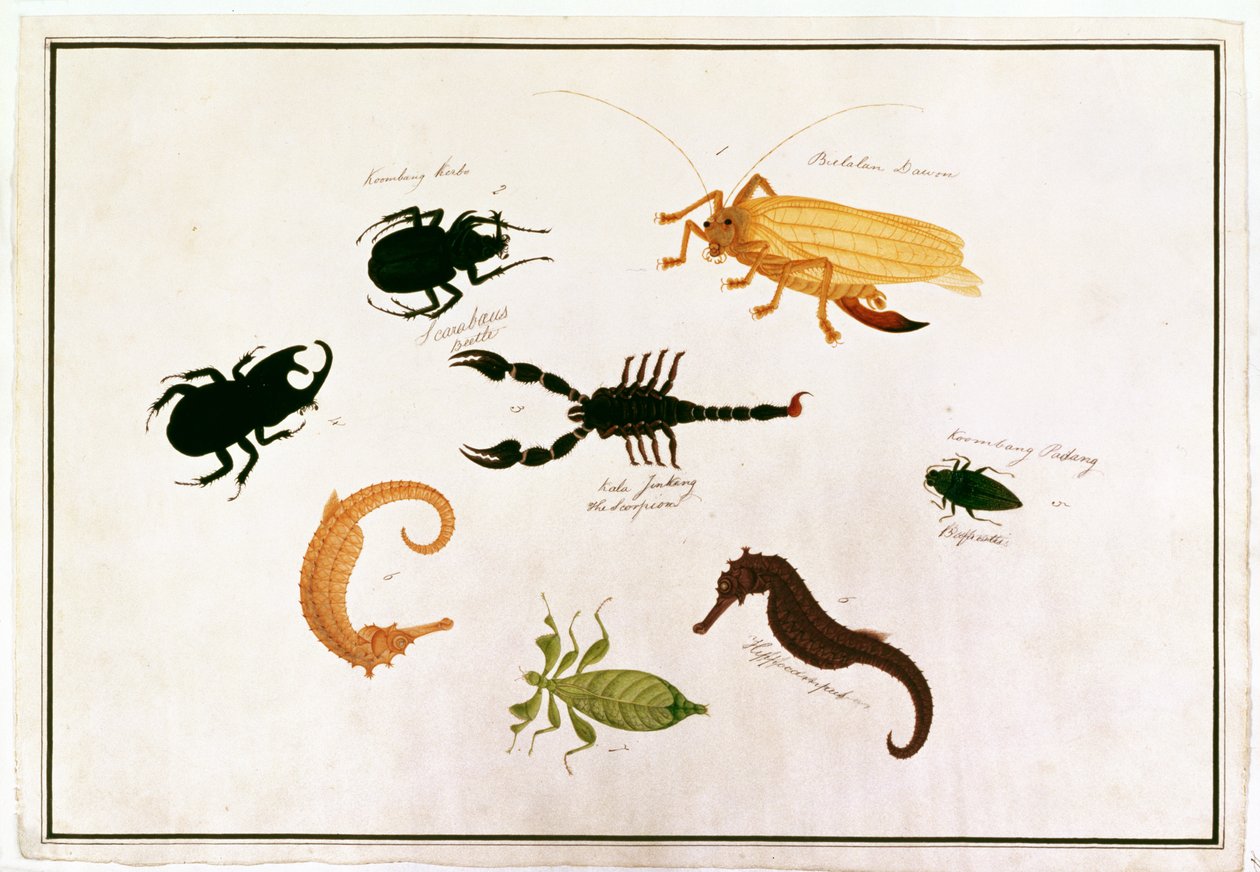 Koombang Kerbo, Bielalan Dawon, Kala Jinking, Koombang Padang, Zeepaardje, uit Tekeningen van Dieren, Insecten en Reptielen uit Malakka, ca. 1805-18 door Chinese School