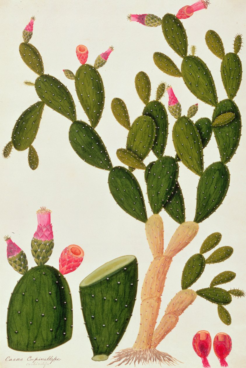 Liedah Badah, Cardasse Cochenille, uit Tekeningen van Planten uit Malakka, c.1805-18 door Chinese School
