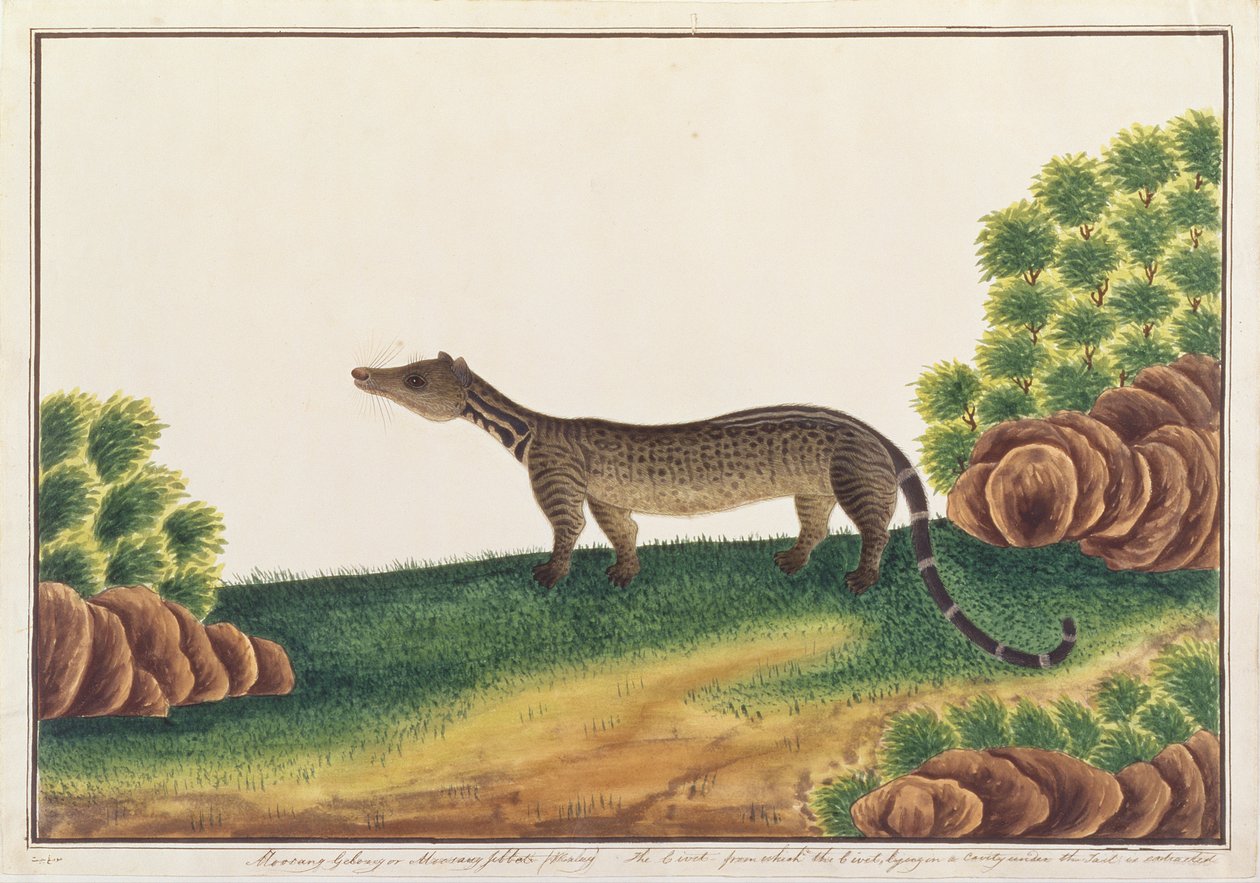 Maleise Civetkat, uit Tekeningen van Dieren, Insecten en Reptielen uit Malakka, ca. 1805-18 door Chinese School
