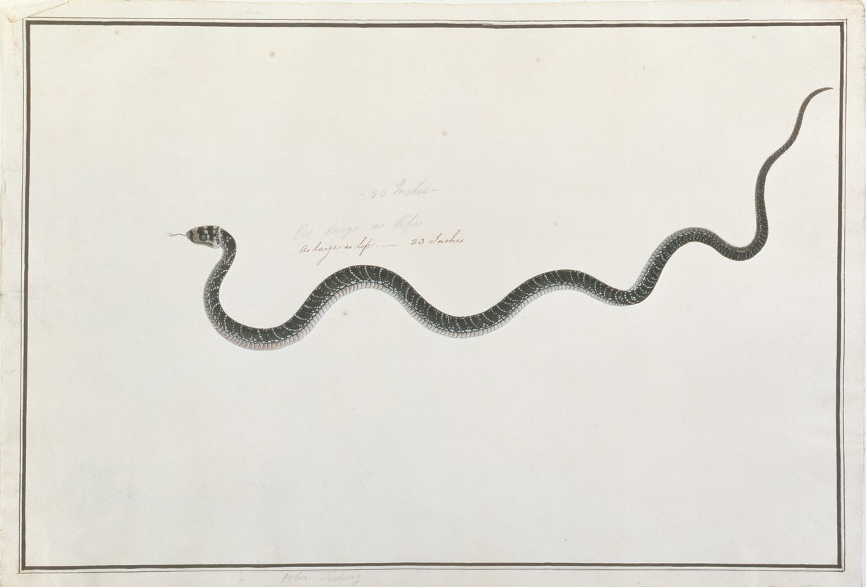 Oolur Tedong, uit Tekeningen van Dieren, Insecten en Reptielen uit Malakka, ca. 1805-18 door Chinese School