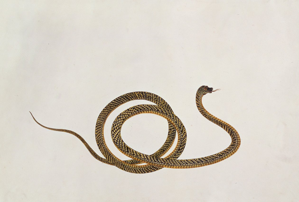 Oolur, uit Tekeningen van Dieren, Insecten en Reptielen uit Malakka, ca. 1805-18 door Chinese School