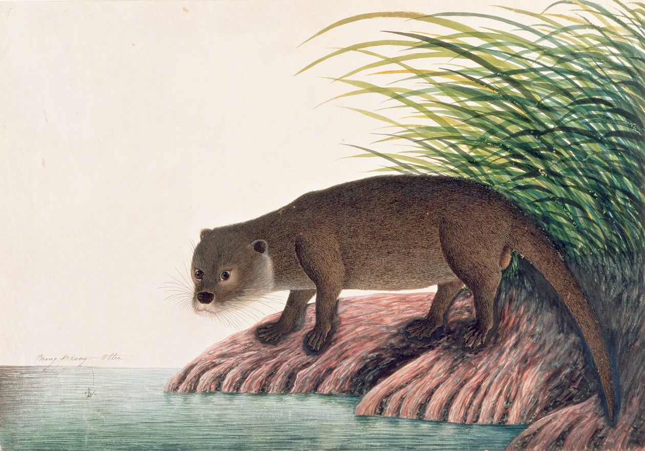Otter, Brang-Brang, uit Tekeningen van Dieren, Insecten en Reptielen uit Malakka, ca. 1805-18 door Chinese School