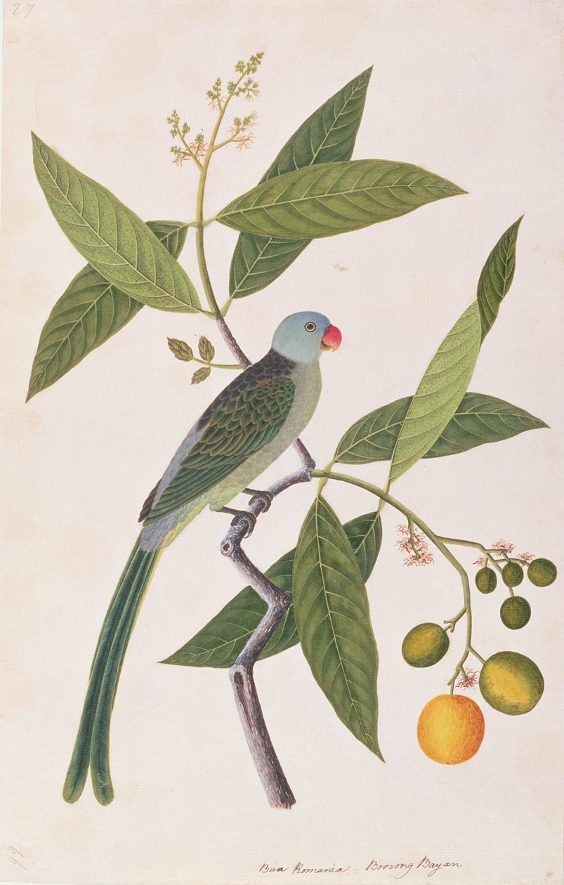 Parkiet, uit Tekeningen van Vogels uit Malakka, ca. 1805-18 door Chinese School