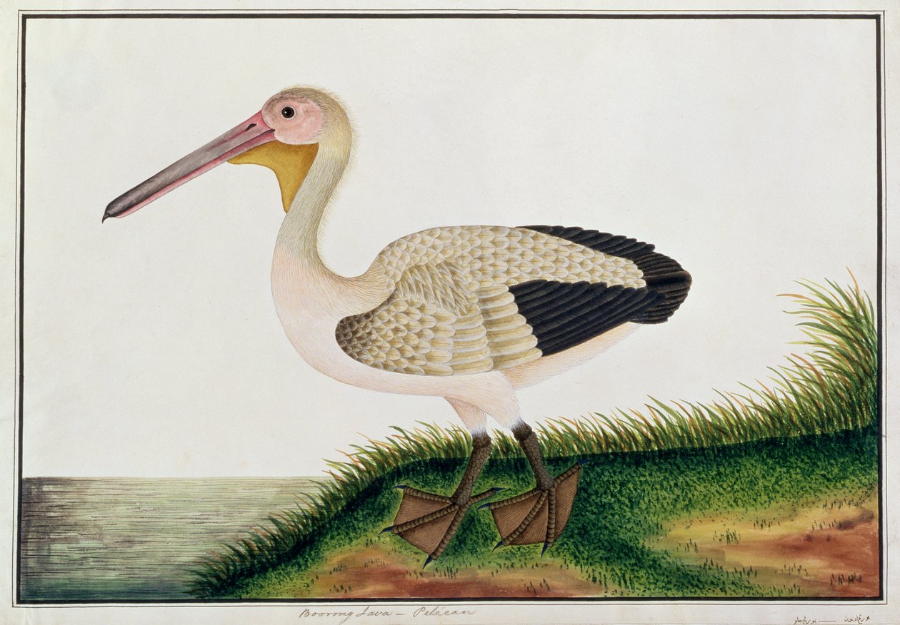 Pelikaans, Boorong Java, uit Tekeningen van Vogels uit Malakka, c.1805-18 door Chinese School