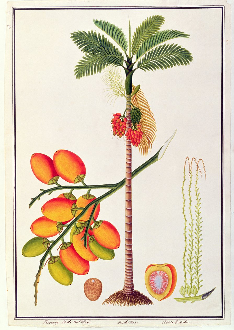 Pinang Betelnootboom, uit Tekeningen van Planten uit Malakka, c.1805-18 door Chinese School