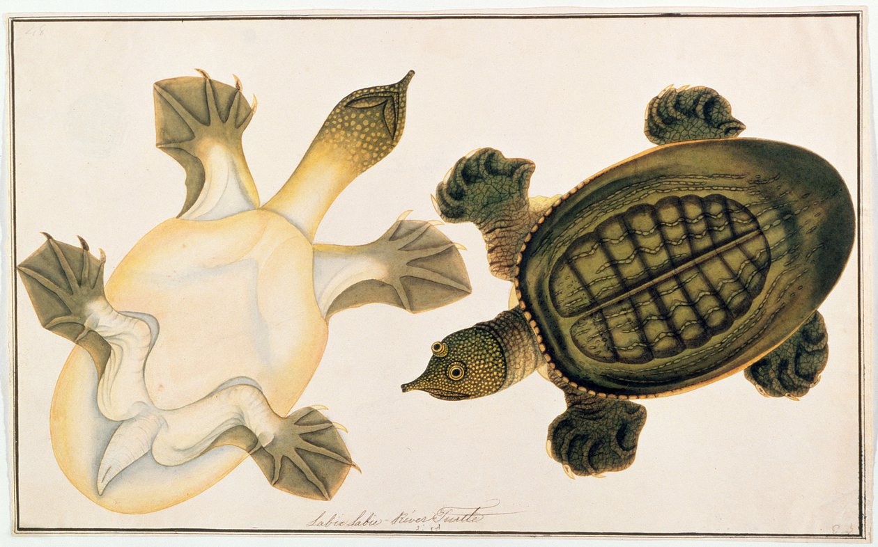 Rivierschildpad, Labie Labu, uit Tekeningen van Dieren, Insecten en Reptielen uit Malakka, ca. 1805-18 door Chinese School