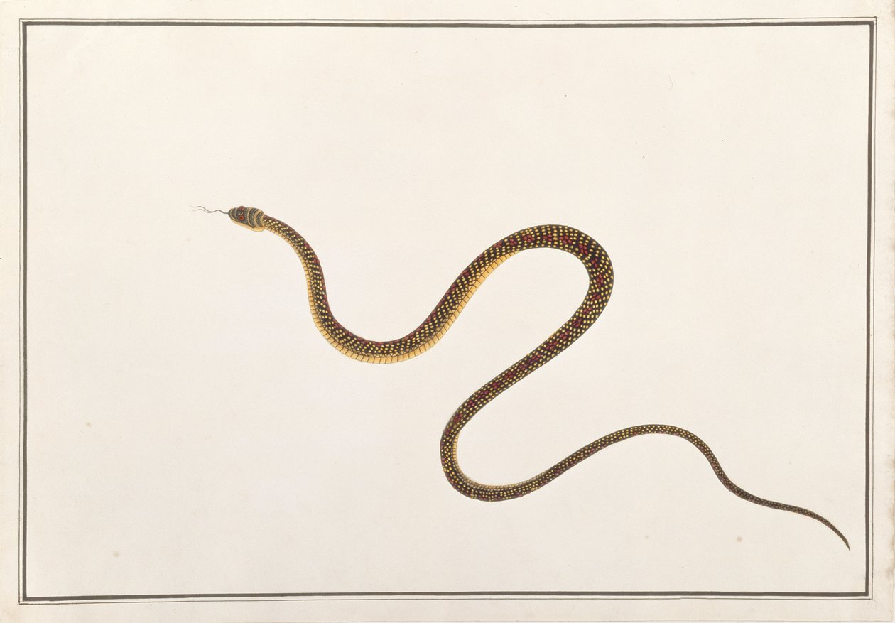 Slang, uit Tekeningen van Dieren, Insecten en Reptielen uit Malakka, ca. 1805-18 door Chinese School