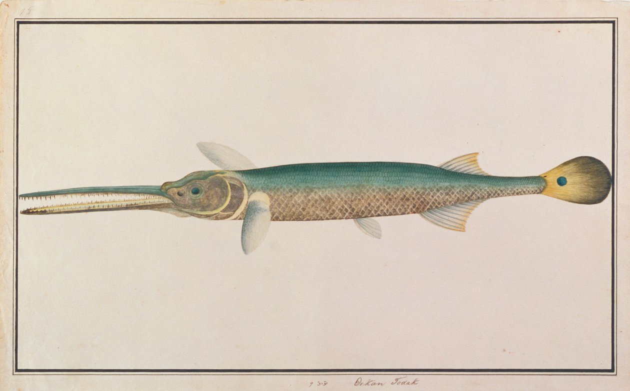 Spottail Naaldvis, uit Tekeningen van Vissen uit Malakka, c.1805-18 door Chinese School