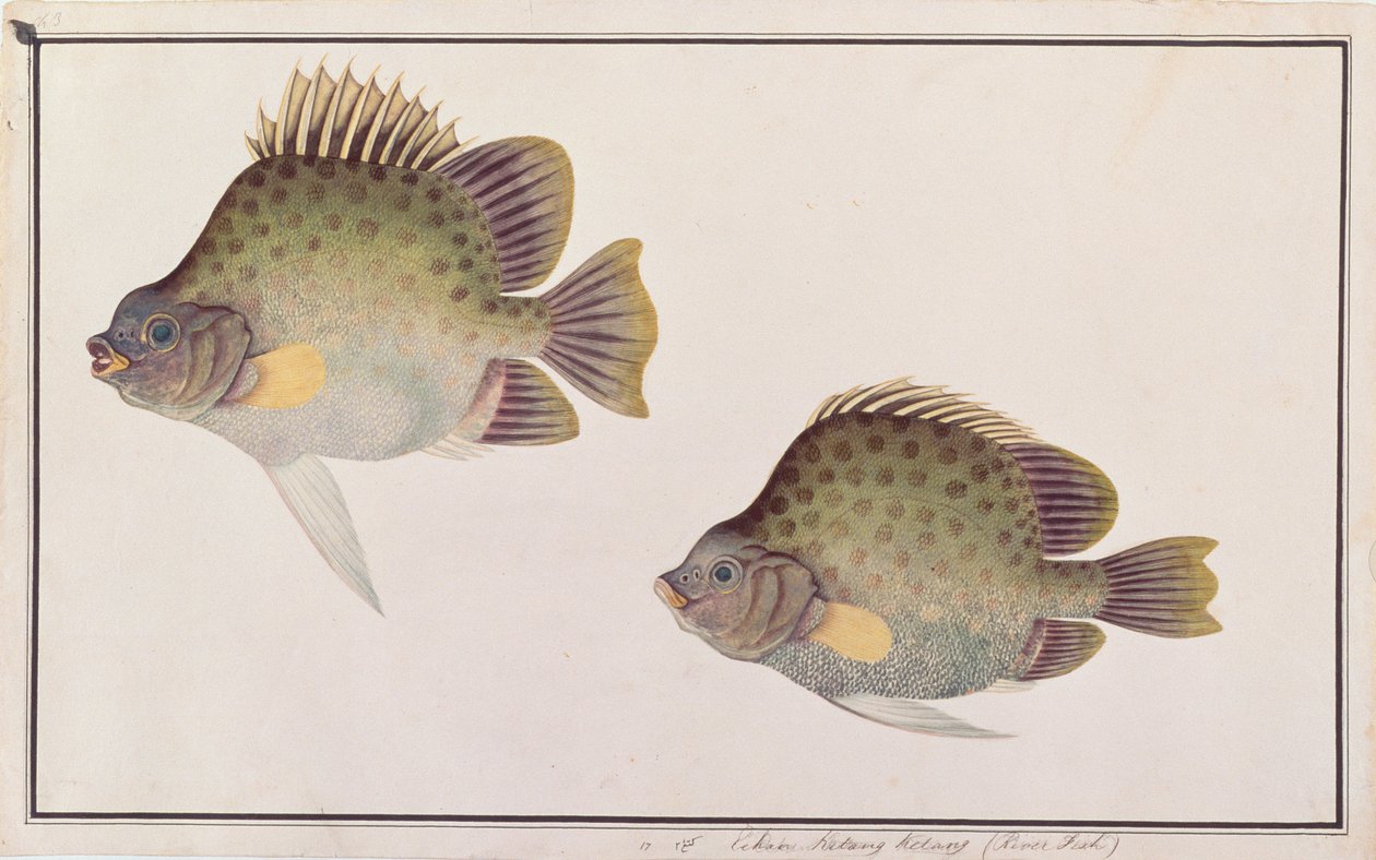 Gevlekte Scat, uit Tekeningen van Vissen van Malakka, c.1805-18 door Chinese School