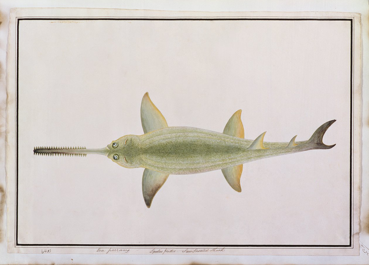 Zwaardneushaai, Eeu parrang, Squalus poristis, uit Tekeningen van Vissen uit Malakka, c.1805-18 door Chinese School