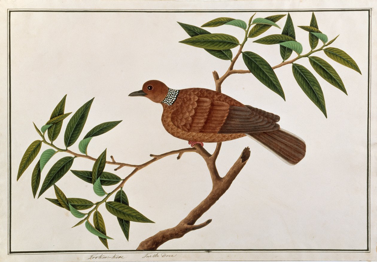 Tortelduif, Tookoo-Kore, uit Tekeningen van Vogels uit Malakka, c.1805-18 door Chinese School
