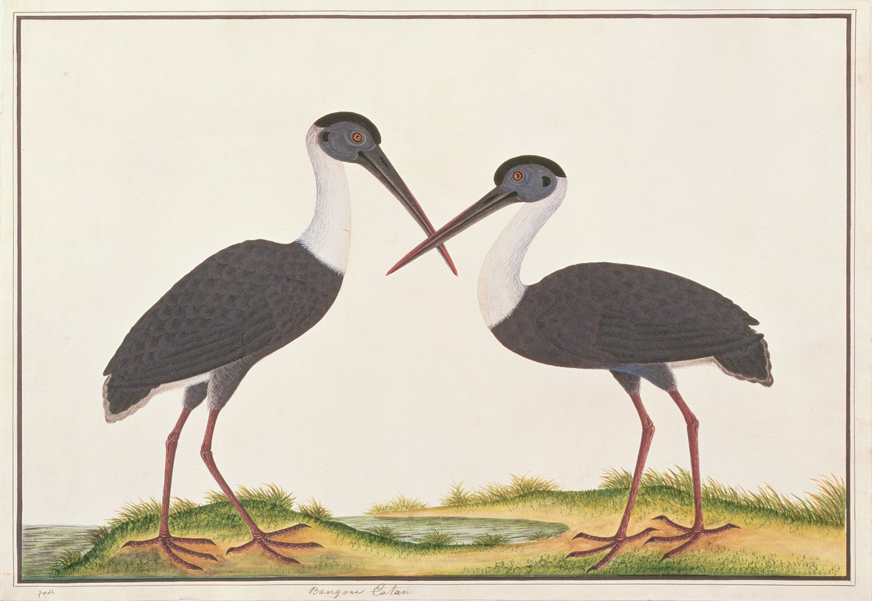 Wolleneckooievaar, uit Tekeningen van Vogels uit Malakka, c.1805-18 door Chinese School