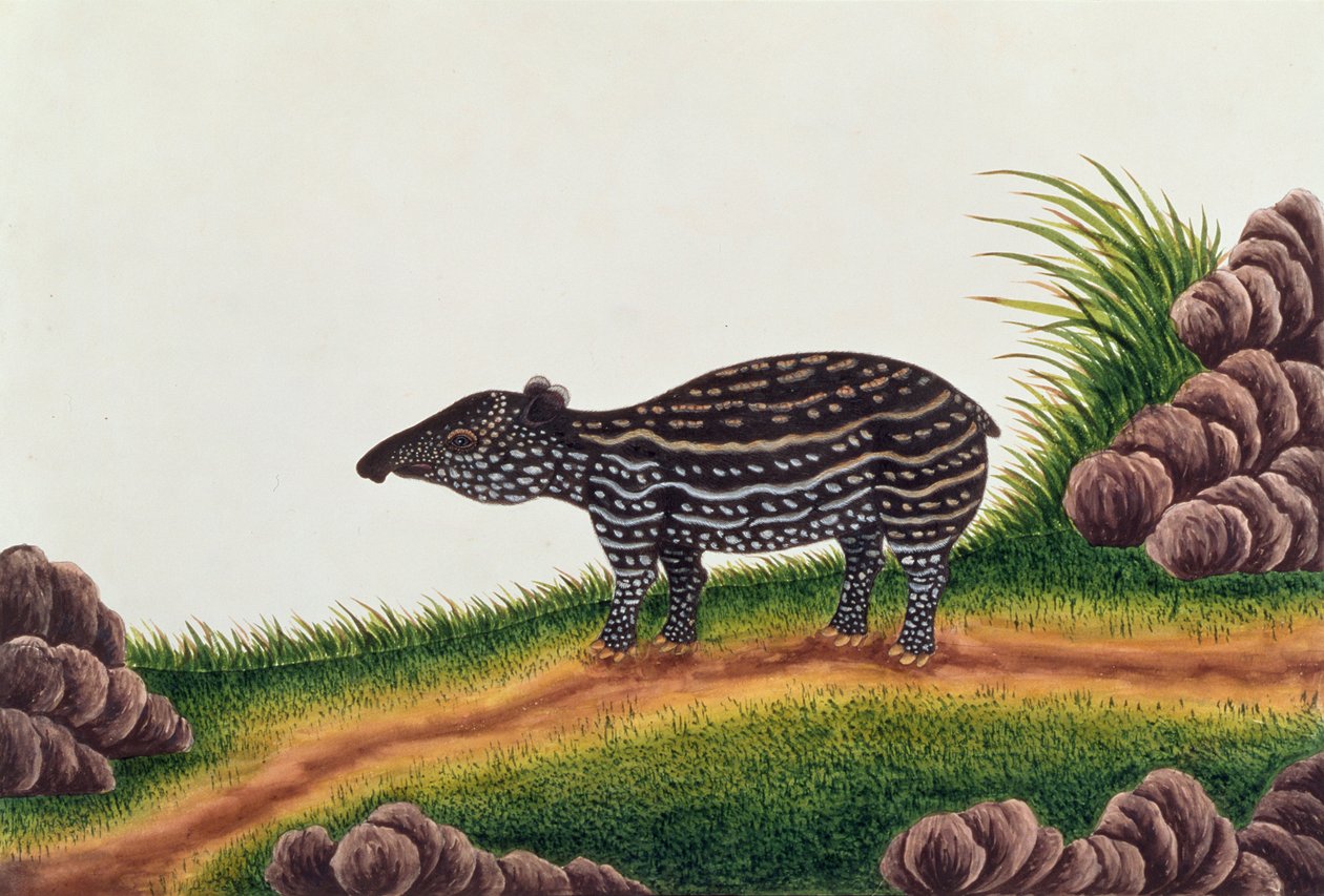 Jonge Tapir van Malakka, uit Tekeningen van Dieren, Insecten en Reptielen uit Malakka, ca. 1805-18 door Chinese School