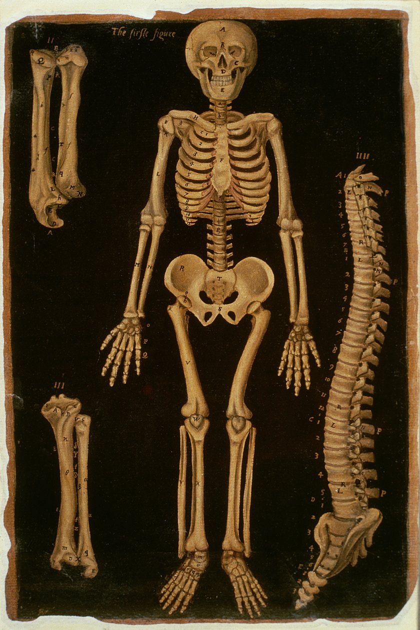 Ms Hunter 364 Tafel II Dissectie, uit Anatomische Tafels, door John Banister (1540-1610) door English School