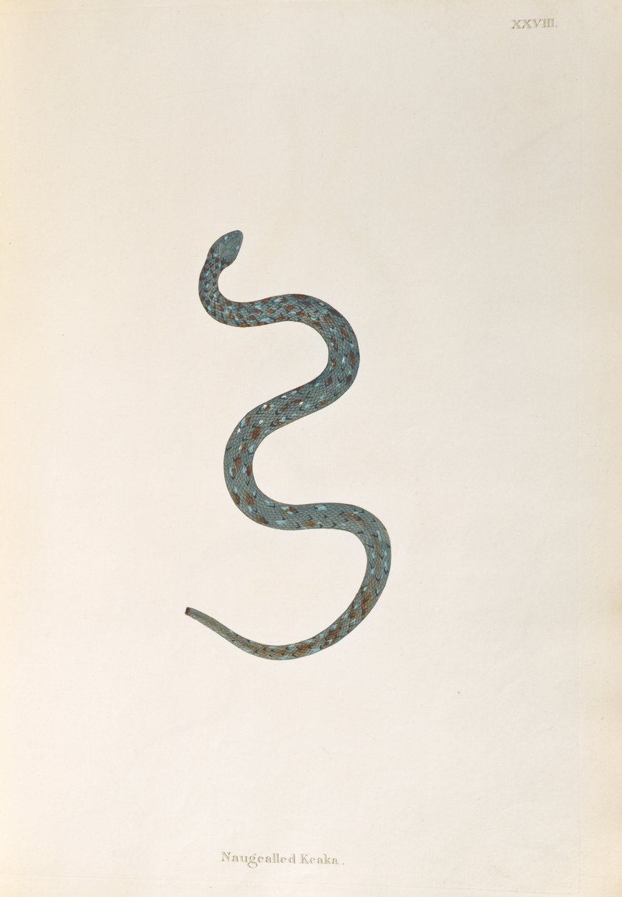 Naugealled Keaka Slang uit Een Verslag van Indiase Slangen verzameld van de Kust van Coromandel door Patrick Russell, Londen, 1796 door English School