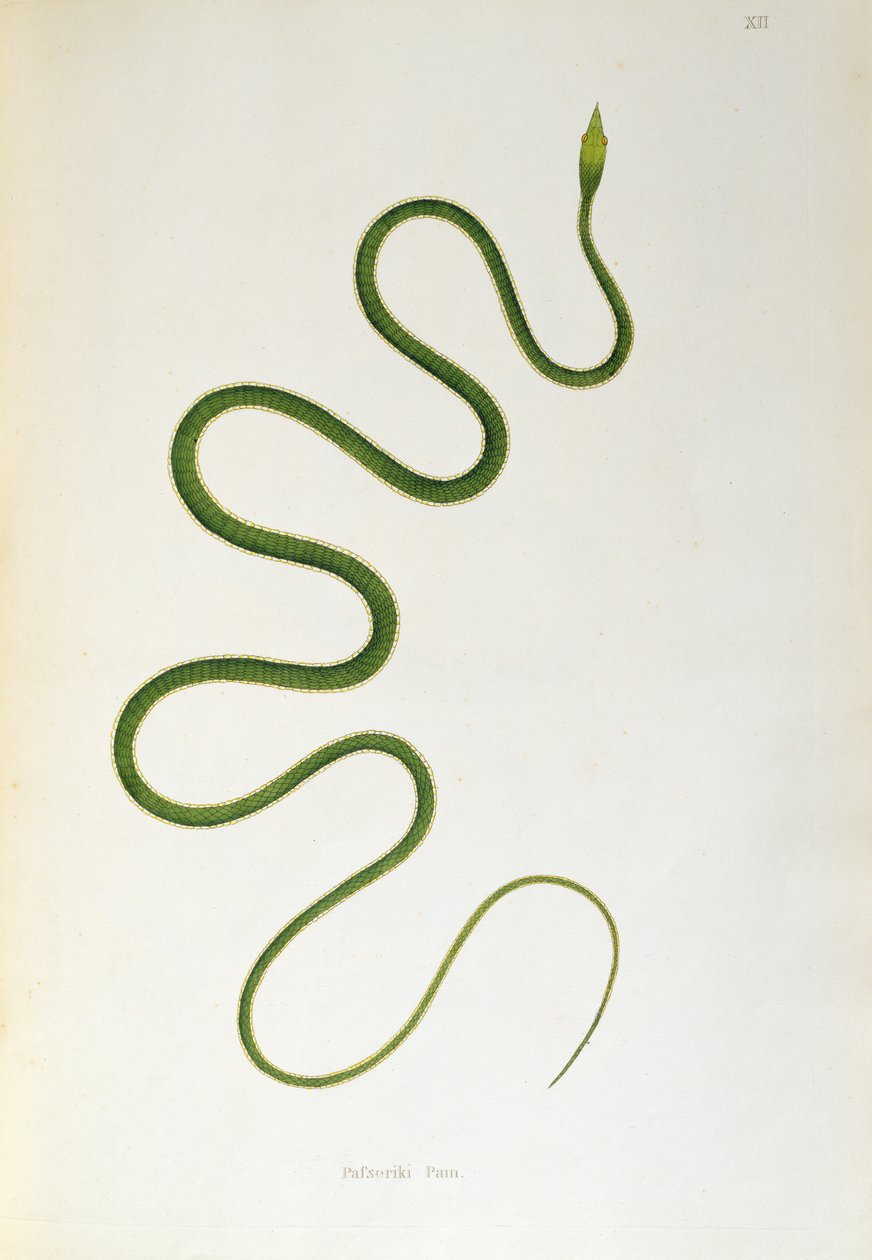 Pafseriki Pam Slang uit Een Verslag van Indiase Slangen verzameld van de Kust van Coromandel door Patrick Russell, Londen, 1796 door English School