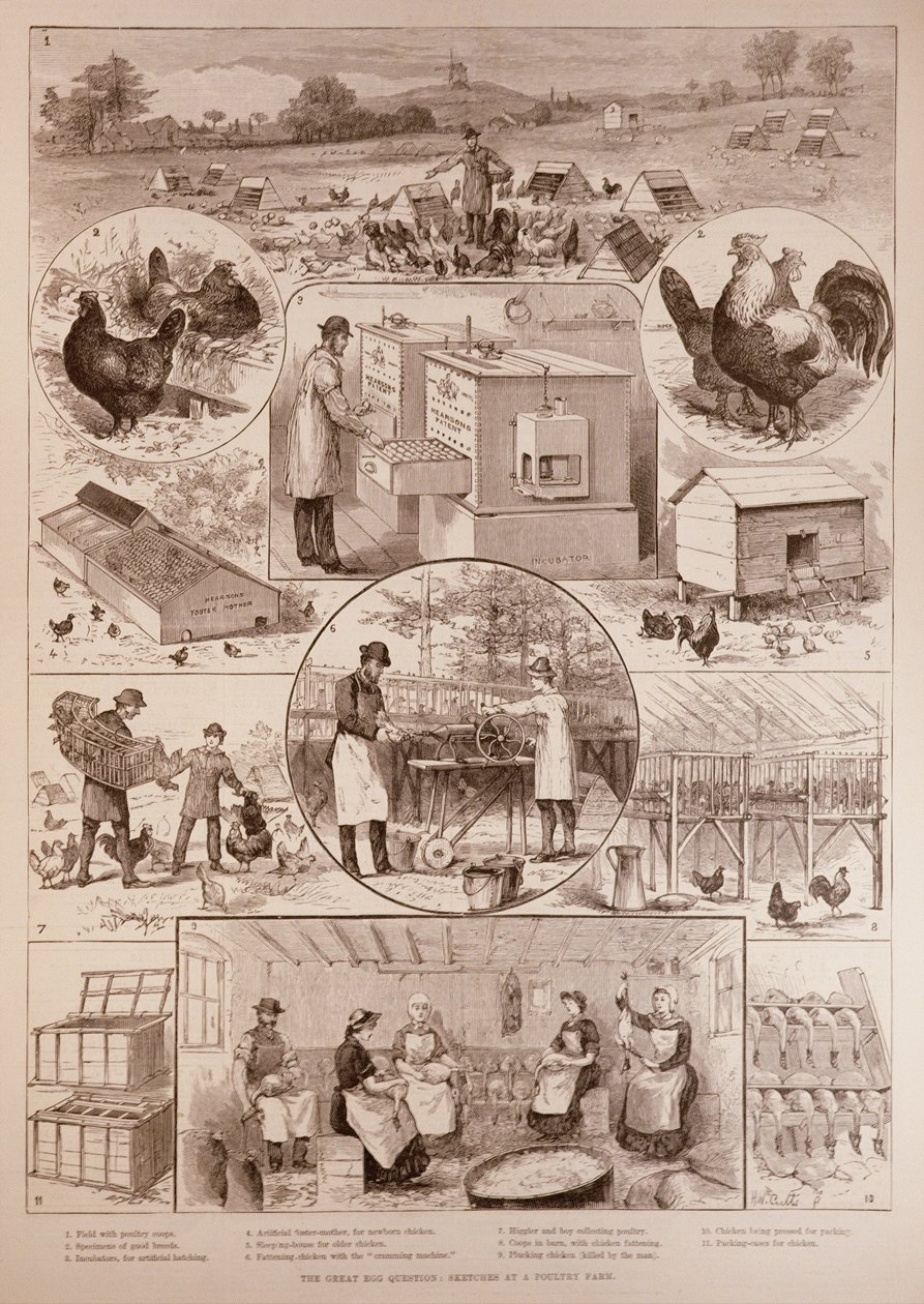 De Grote Eivraag: Schetsen op een Pluimveeboerderij, uit The Illustrated London News, 2 april 1887 door English School