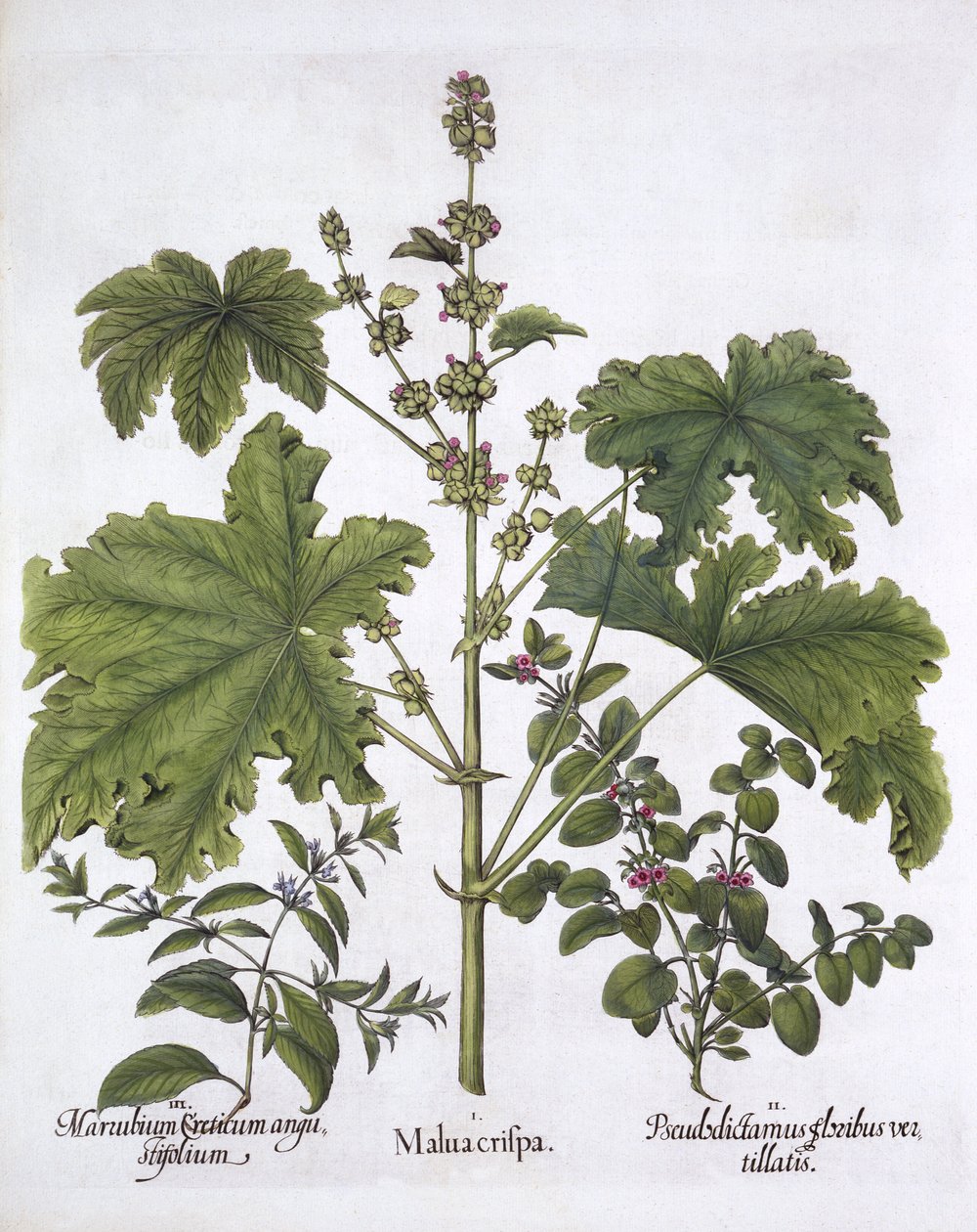 Krulmalva, Valse Dittany, Kretenzische Horehound, uit Hortus Eystettensis, door Basil Besler, 1613 door German School
