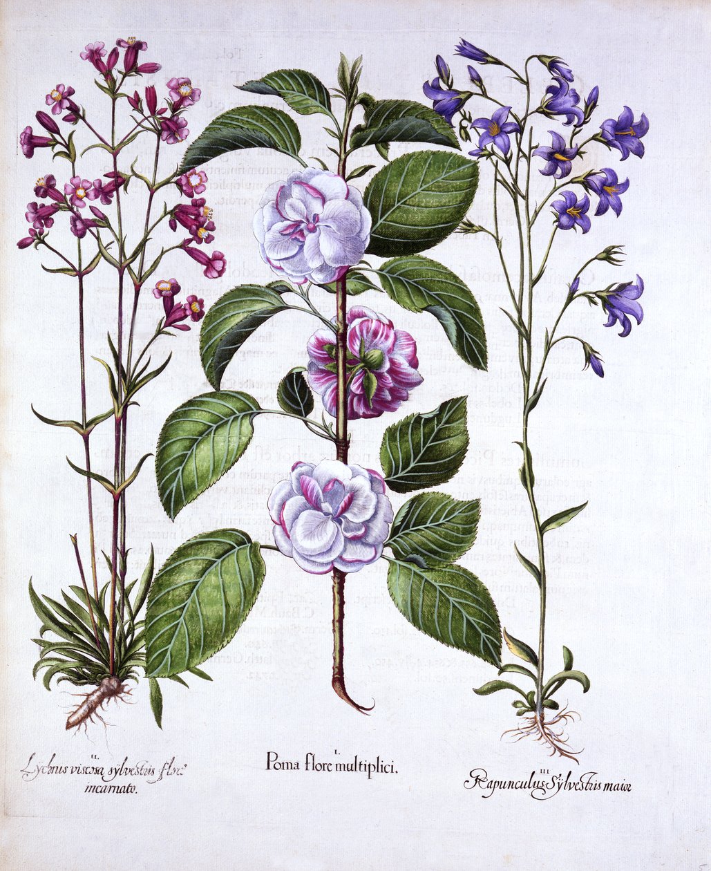 Dubbelbloemige Appel, Duitse Koekoeksbloem en een Klokje, uit Hortus Eystettensis, door Basil Besler, 1613 door German School