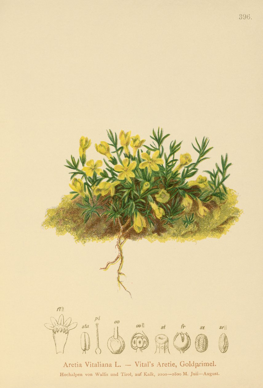 Gouden Sleutelbloem (Primula vitaliana, Aretia Vitaliana, Vitaliana primuliflora) door German School