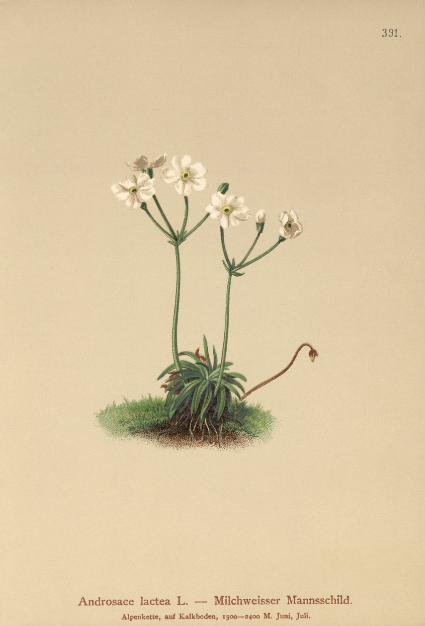 Melkwitte Rotsjasmijn (Androsace lactea, Androsace lactiflora) door German School