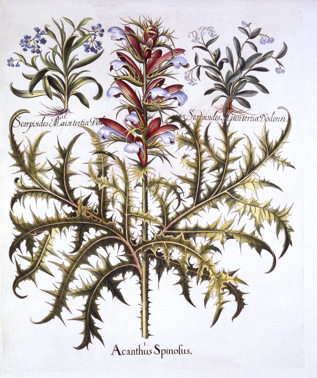 Stekelige Berenklauw en Vergeet-mij-nietjes, uit Hortus Eystettensis, door Basil Besler, 1613 door German School