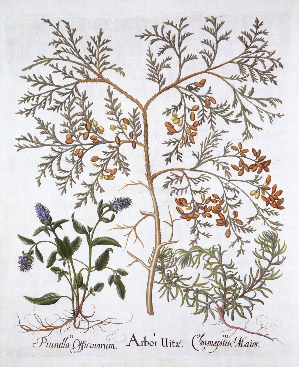 Witte Ceder, Zelfgenezing en Gele Bugle, uit Hortus Eystettensis, door Basil Besler, 1613 door German School