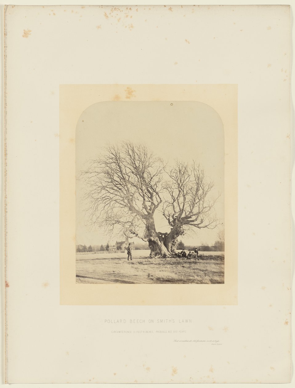 Knotbeuk op het gazon van Smith door 14th Earl of Caithness James Sinclair