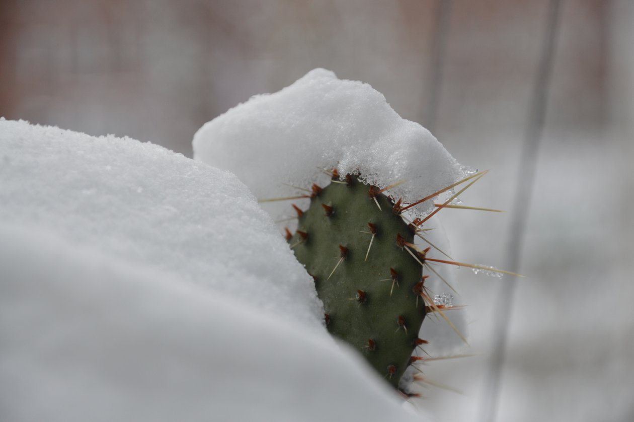 Cactussen in de winter II door Detlef Georgi