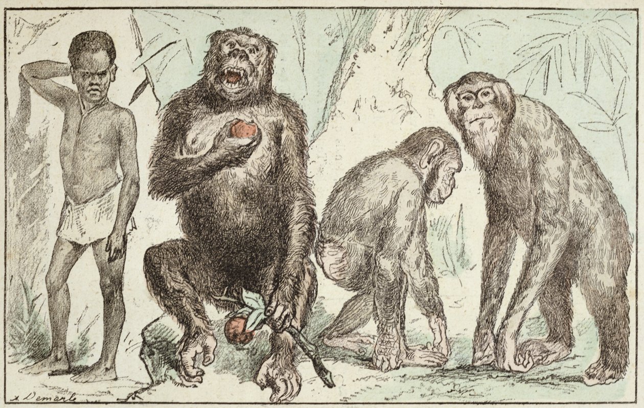 Evolutie van de mens uit zoogdieren, uit 