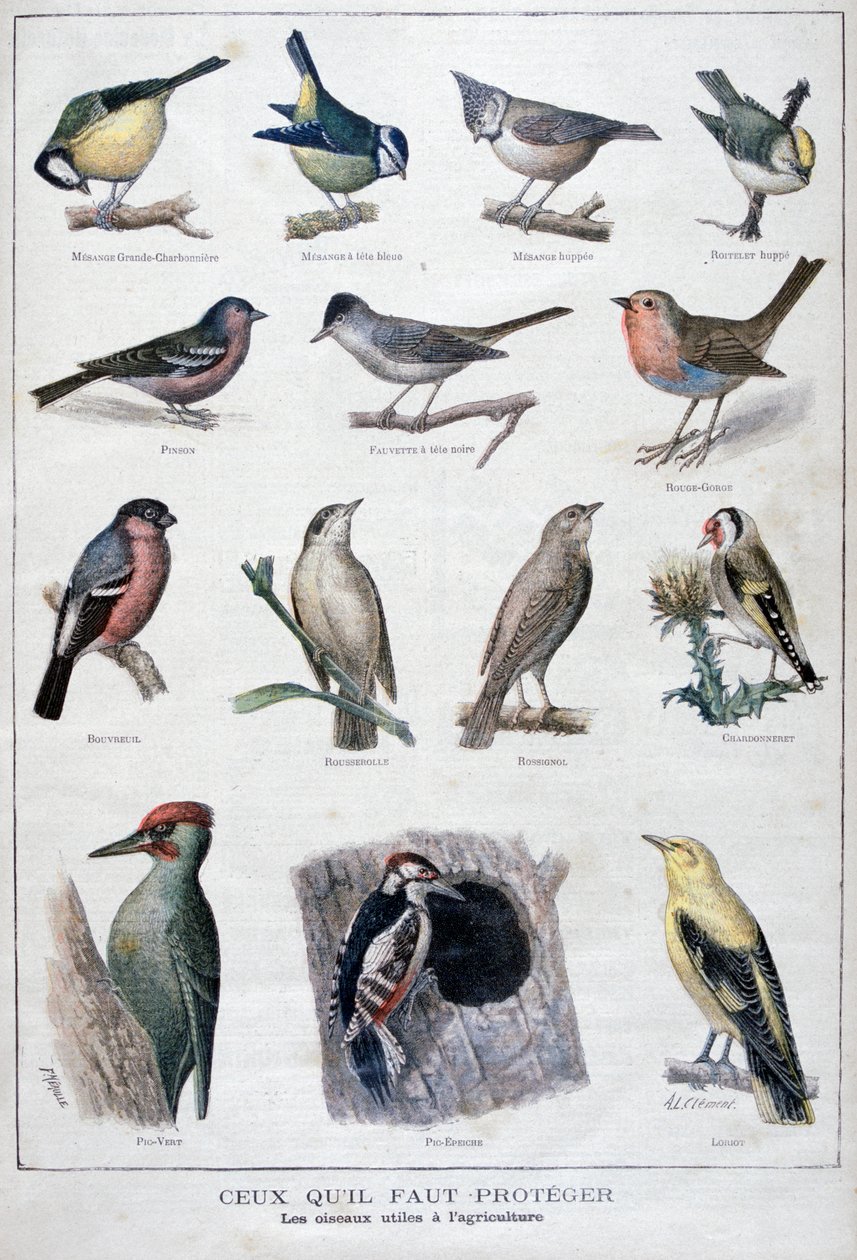 Nuttige vogels in de landbouw, 1896 door A Clement