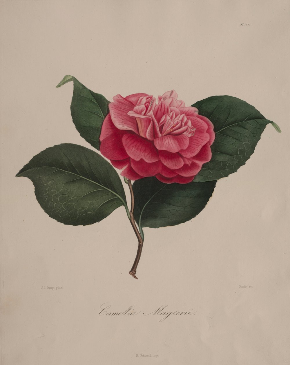 Iconographie du genre camellia: No. 171, 1839-1843 door Abbé Laurent Berlèse